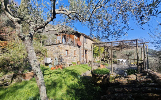The Terraced Olive Grove