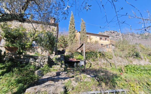 The Terraced Olive Grove